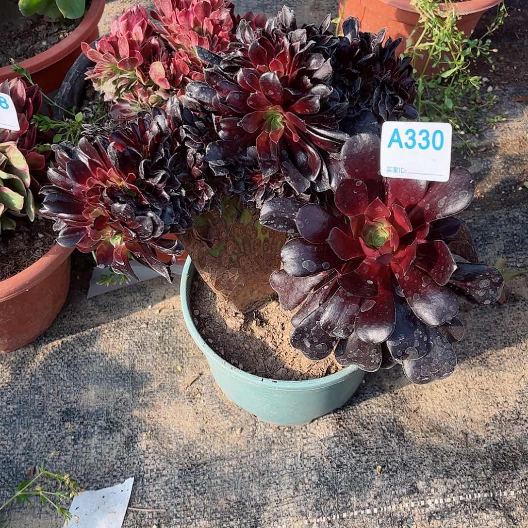 多肉植物330多肉