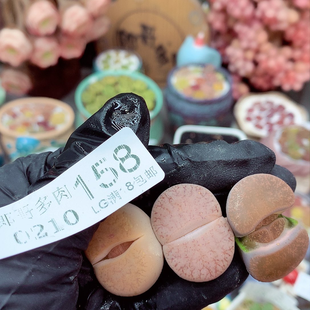 生石花满18包邮10-158