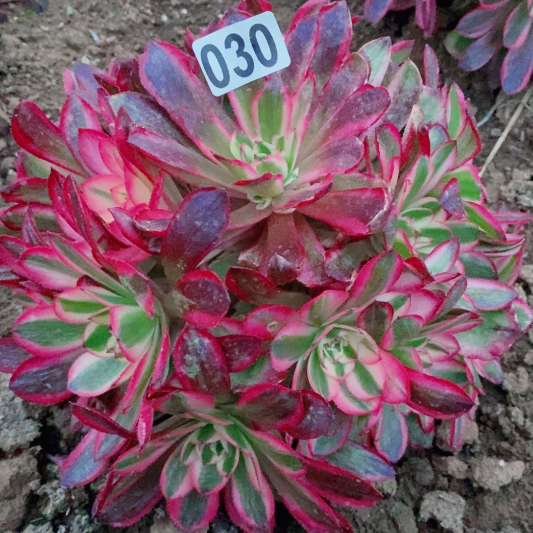 倾城多肉开播福利30