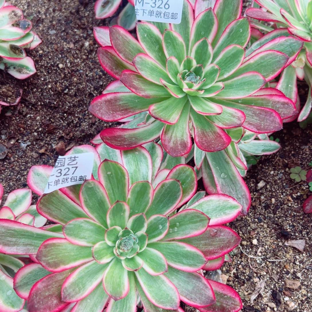 %****姐荔枝两颗手捧组多肉植物326-27