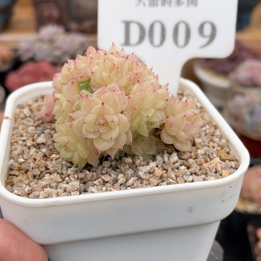 009 麦秆群 6.5厘米 不带盆