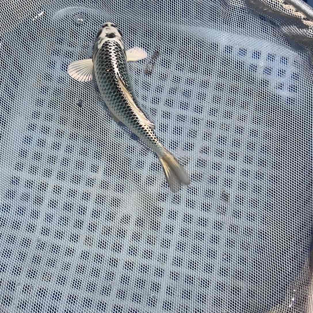 寡***度锦鲤锦鲤观赏鱼8888