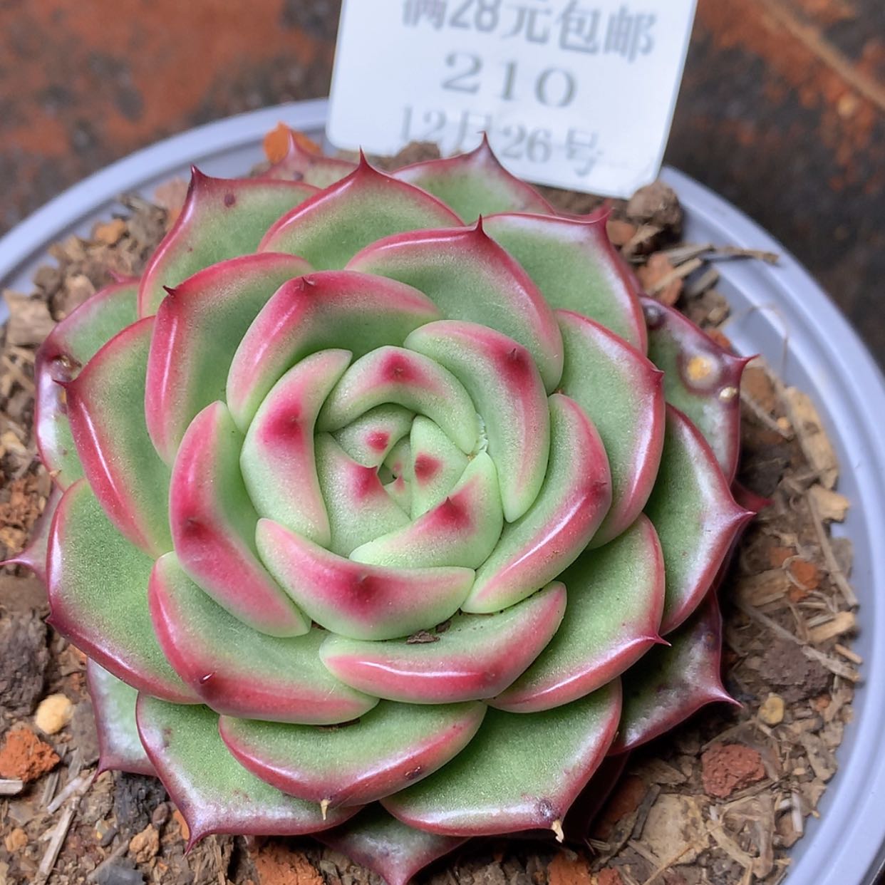 【闪购商品】云210号