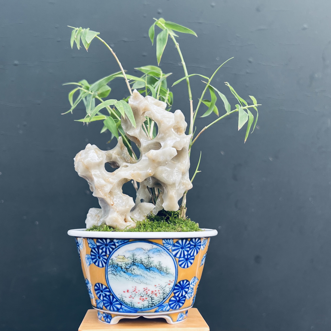 盆景，凤尾竹，玉玲珑，手绘盆