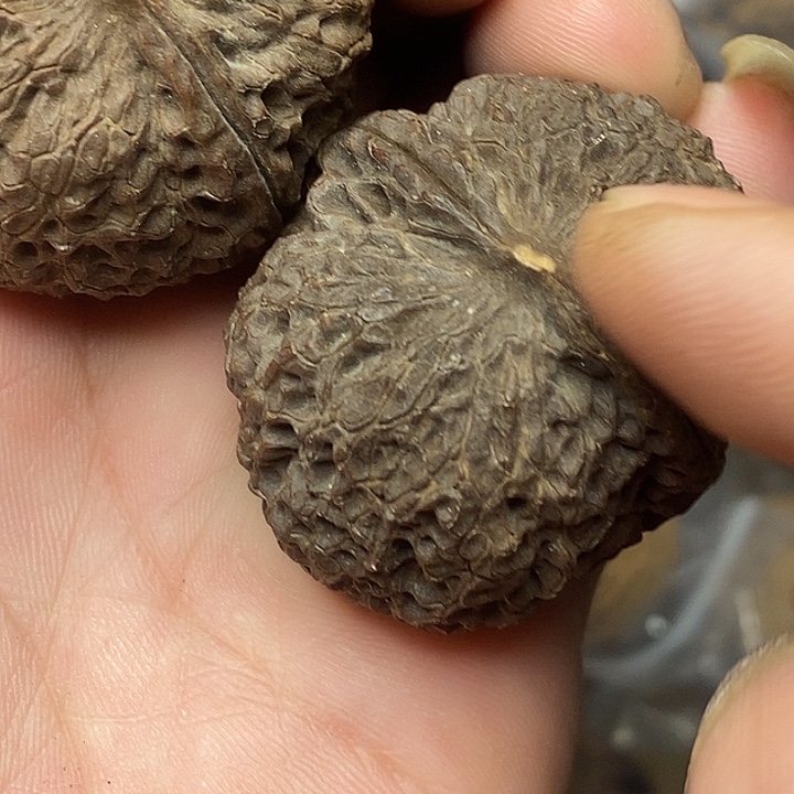 把件文玩核桃志成云铁文玩27