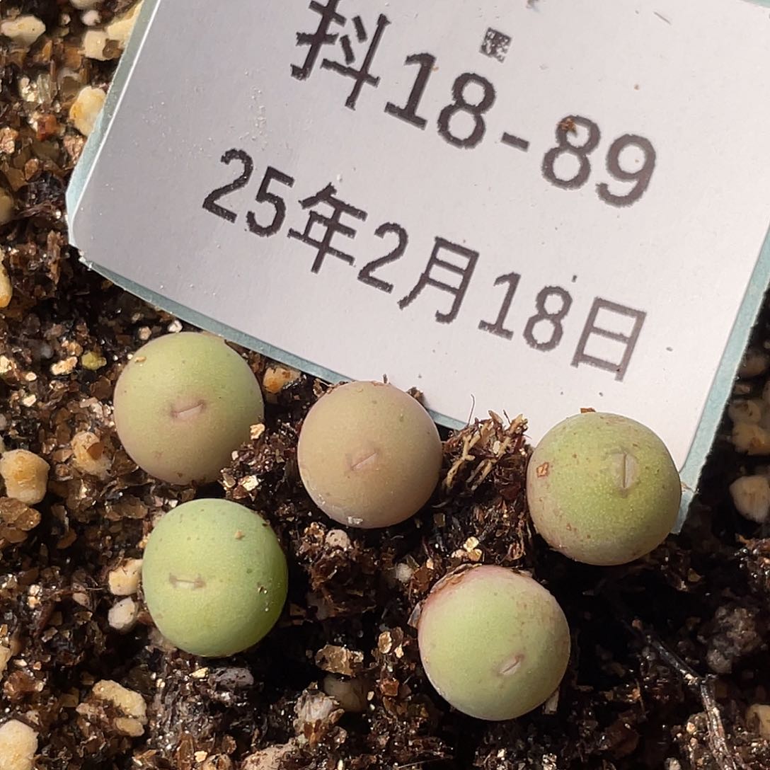 18-89肉锥多肉植物