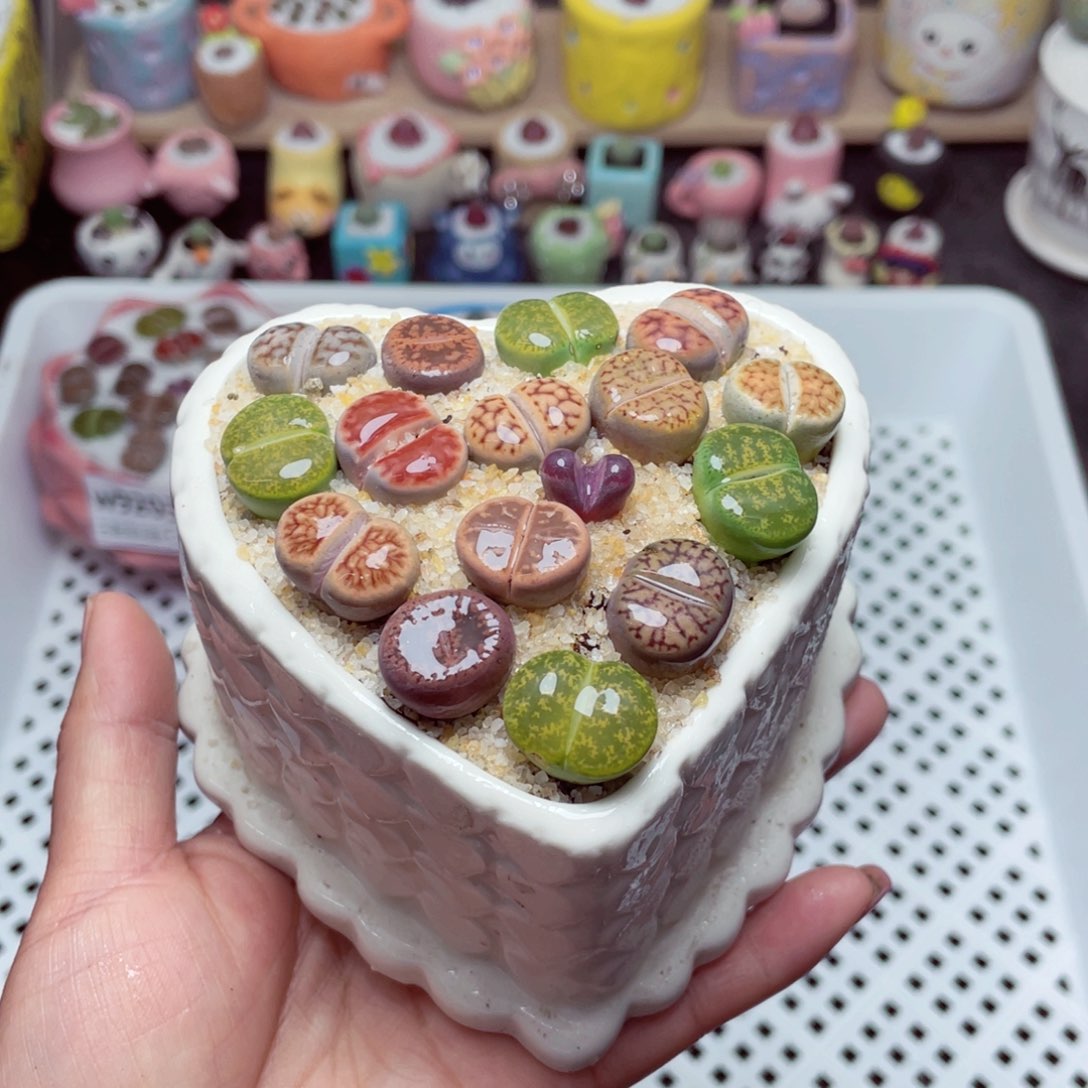 w9204 -带盆土发货，零下地区拍保温箱