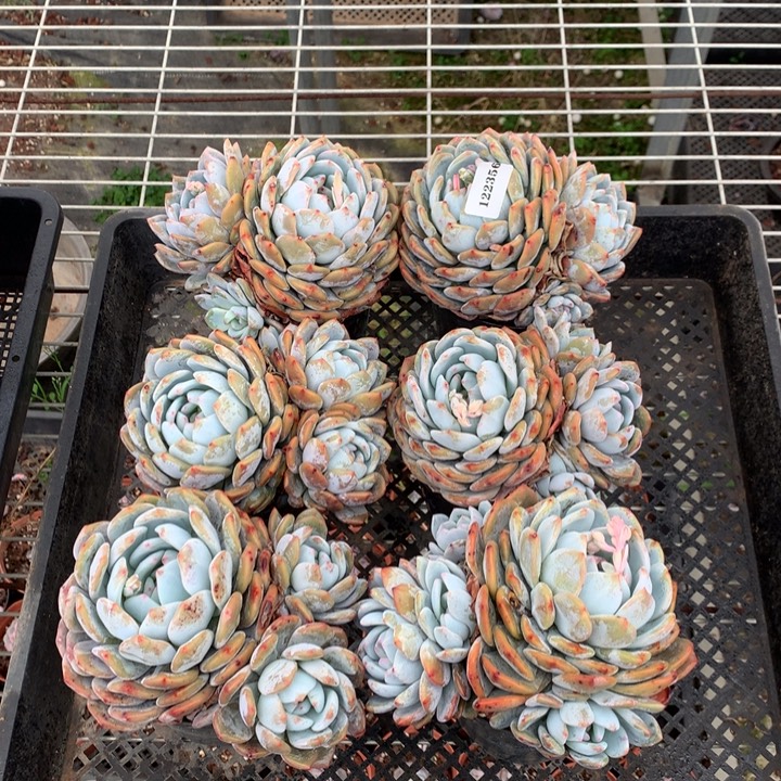 122356六个嗯嗯嗯嗯嗯嗯好喜欢