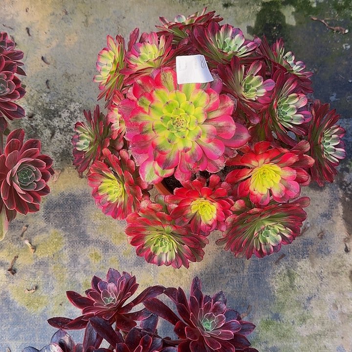 000000000000000181舞天姬