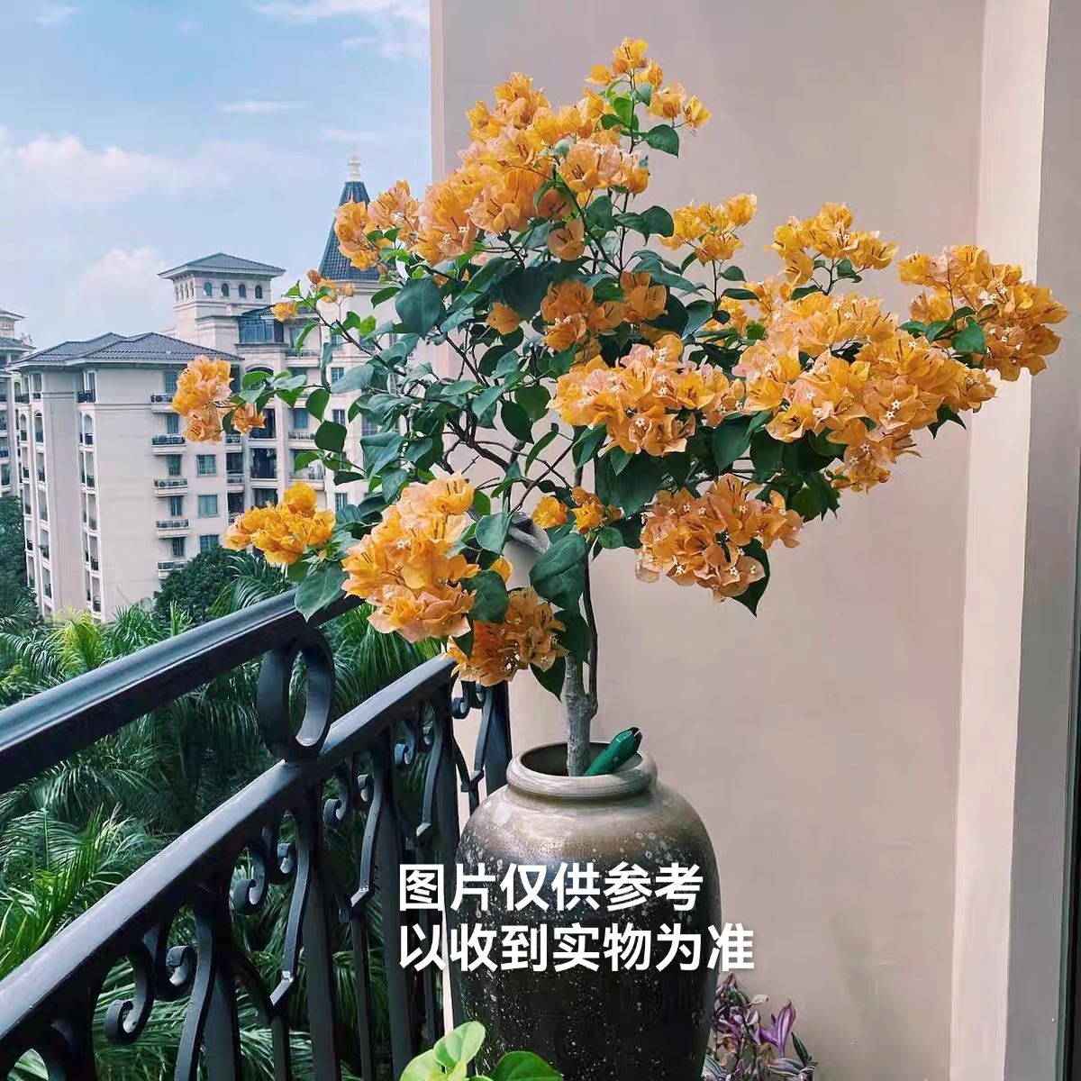 【加州黄金】三角梅四季开花勤花品种阳台庭院基地直发
