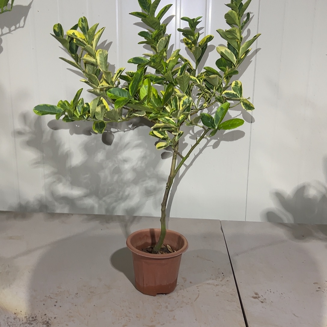 无花朵花叶盆栽植物