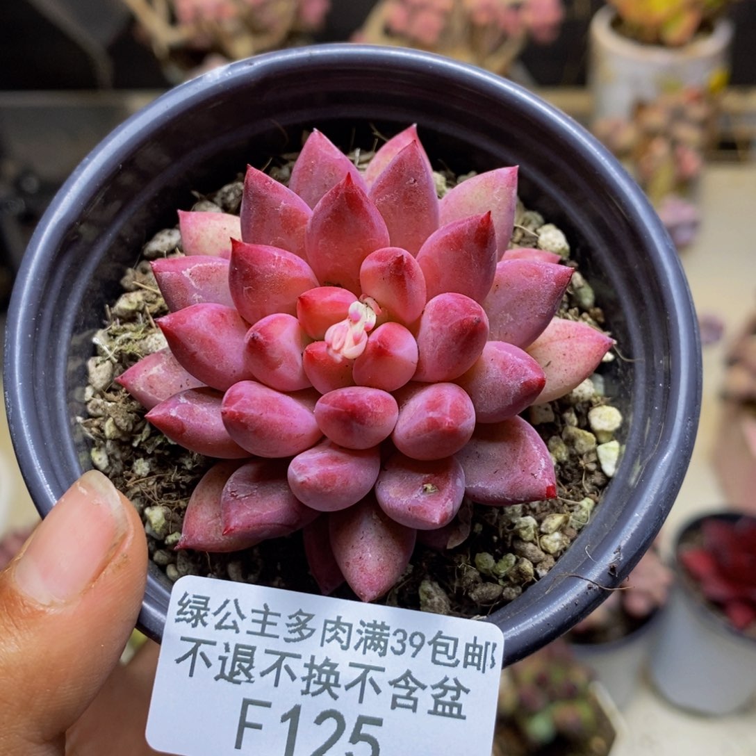 125金鱼姬多肉4c m