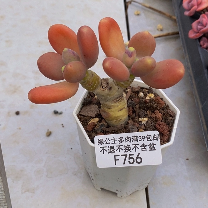 金蝉老桩756多肉植物