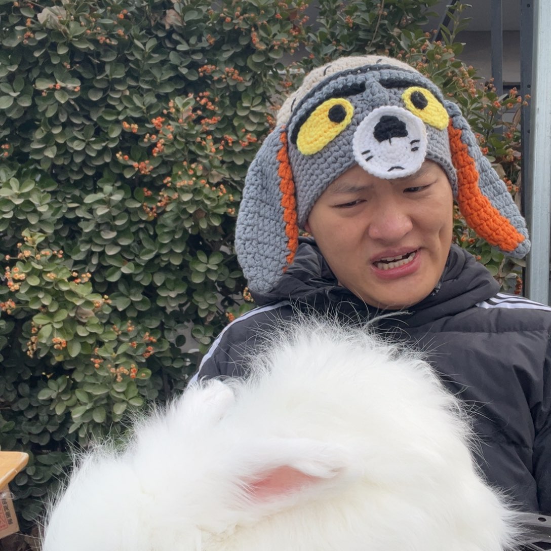 粉***猪双血统英系安哥拉兔