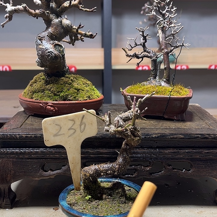 双***座无花朵扶芳藤盆景老庄小叶