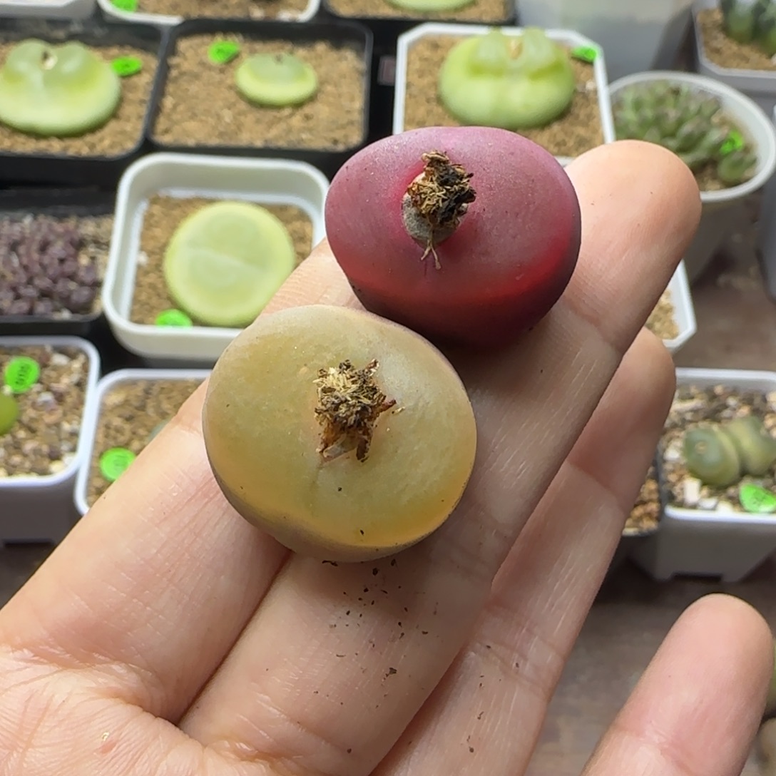 漂漂亮亮两颗多肉289