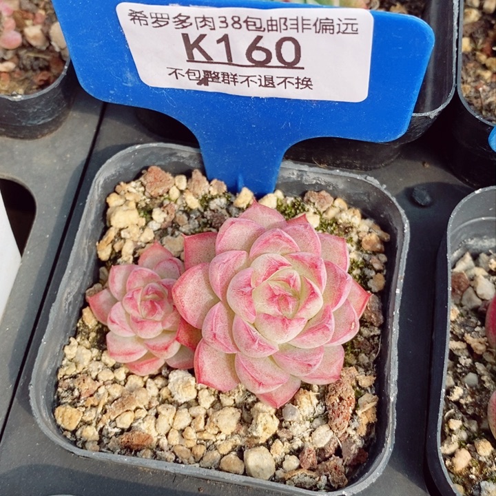 女王5.5cm多肉植物