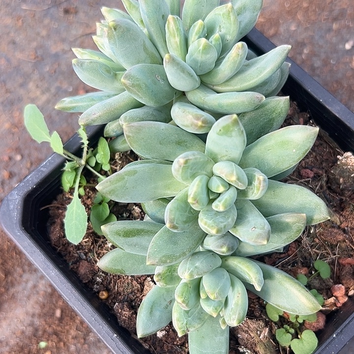 美人特价一物一拍