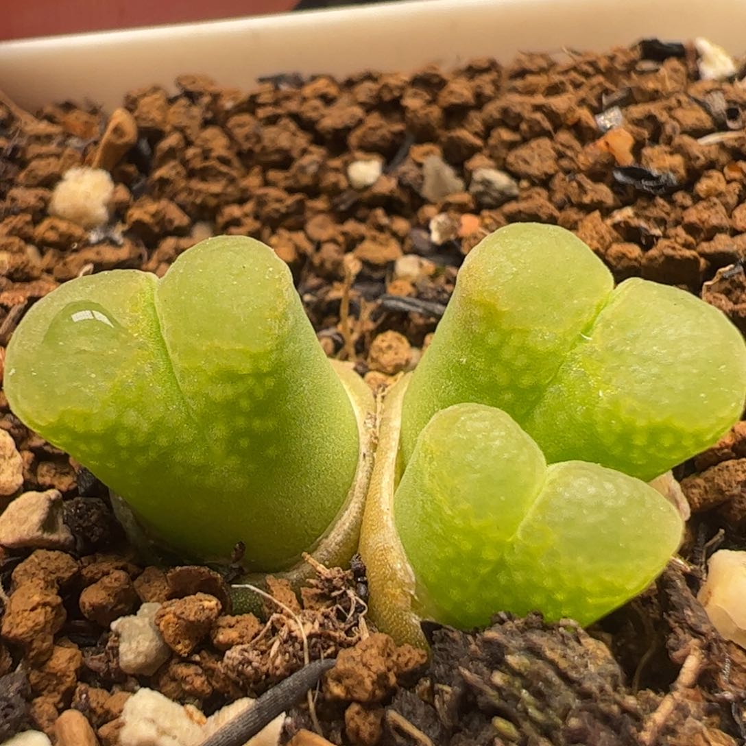 芭比群多肉植物百科