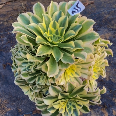 绿豆沙多肉植物35多肉不包断