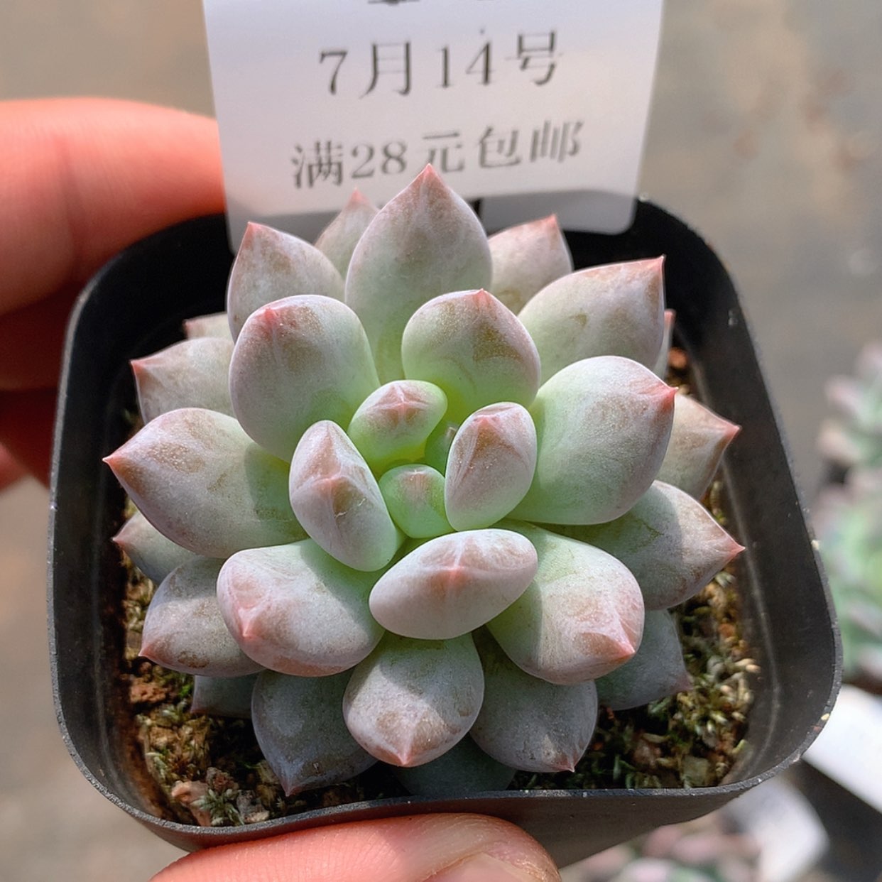 【闪购商品】云10号