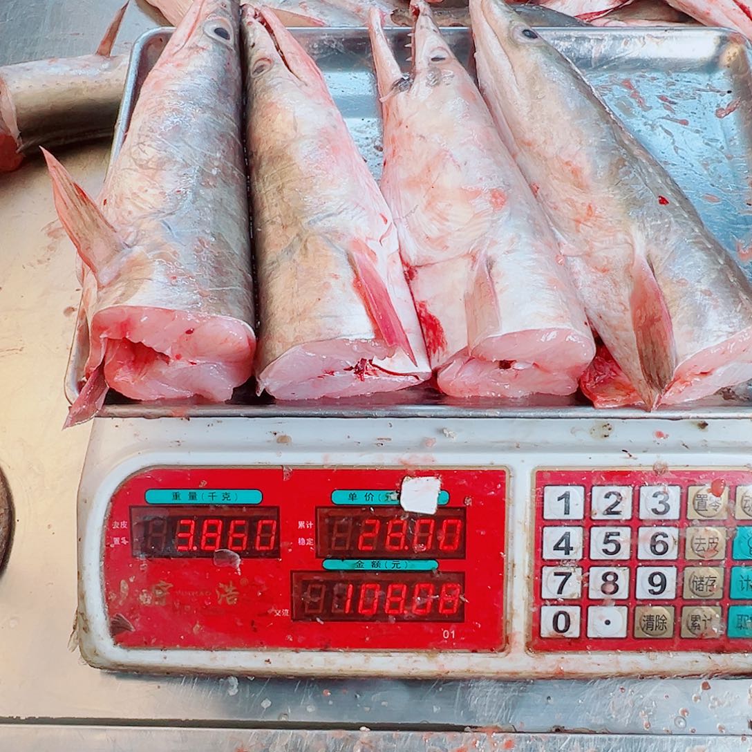 中国大陆四个鳗鱼头