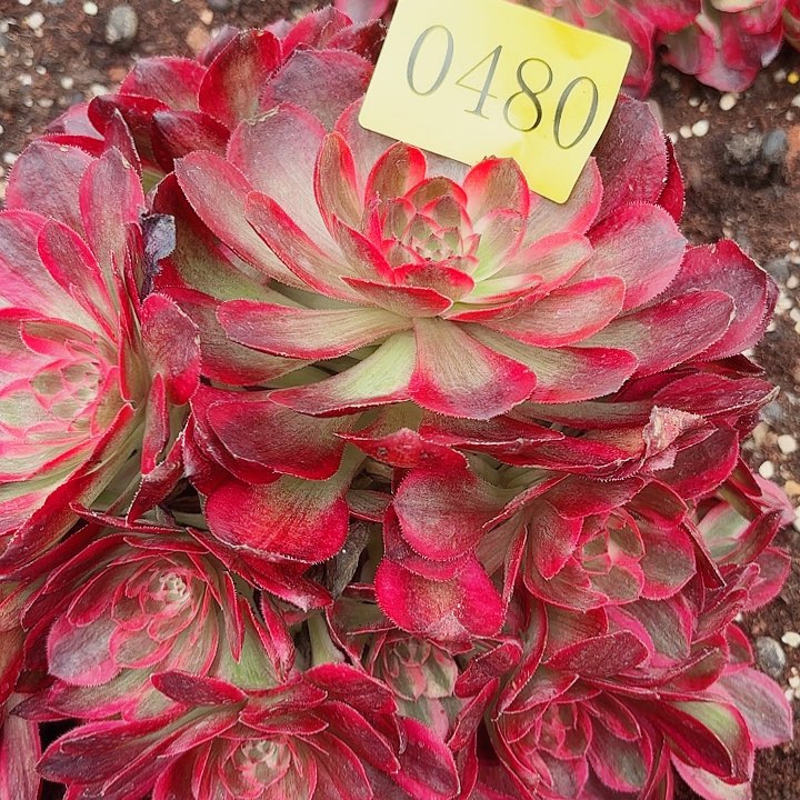 多肉植物云菏草0480