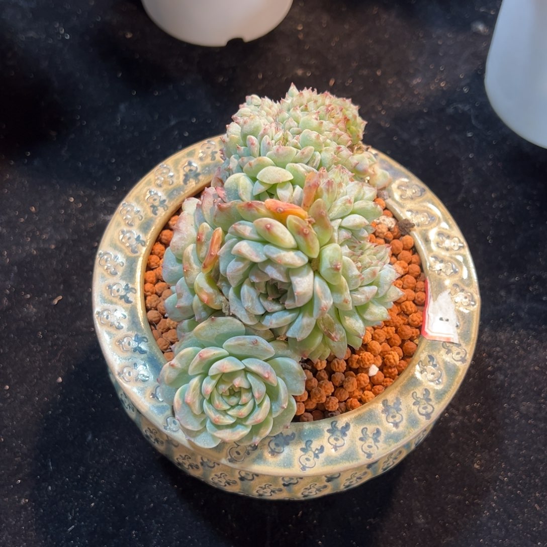 新年快乐 新年快乐 新年快乐