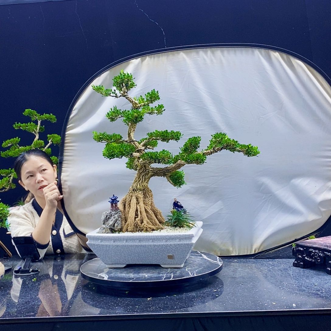 无花朵黄杨盆景造型