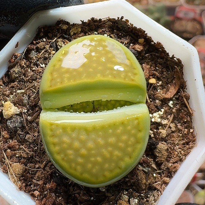 生石花233:：：。 110