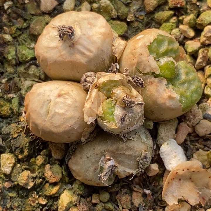 688烧卖一群一群