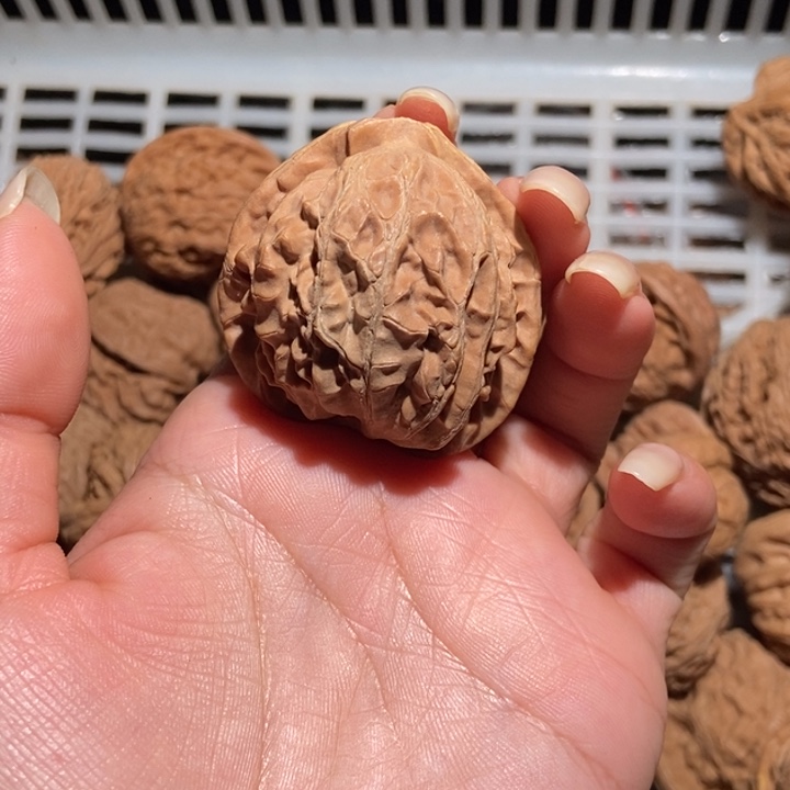 荆***鸟核桃宫灯蛇单只异性