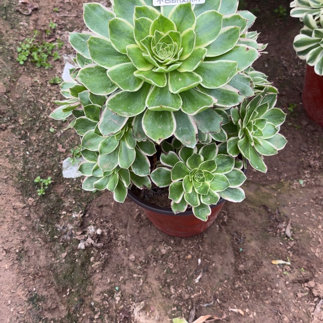 M.   402绿玫瑰白多肉12233