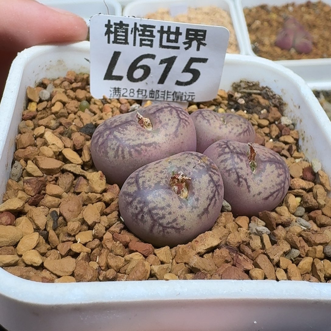 多肉植物的人啊fgg