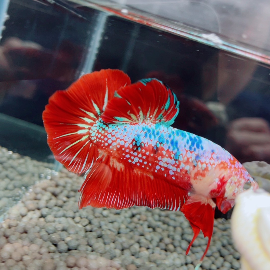 海水鱼福利价格精品巨斗巨型斗鱼