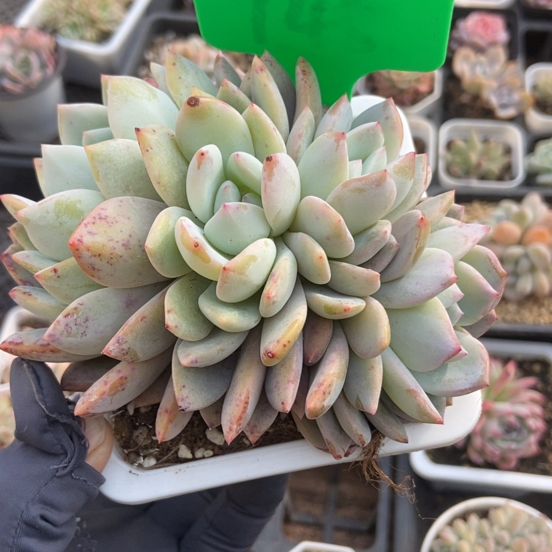 745橙子多肉植物保护