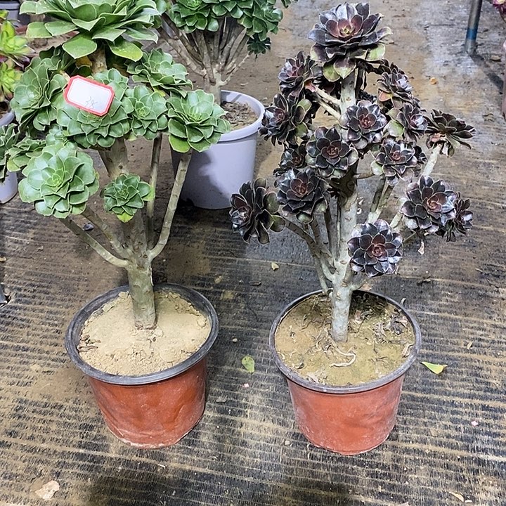 38，2颗多肉法师多肉法师