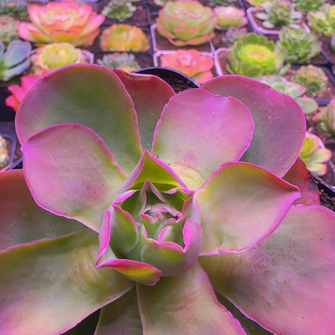 芰荷12342464646737686