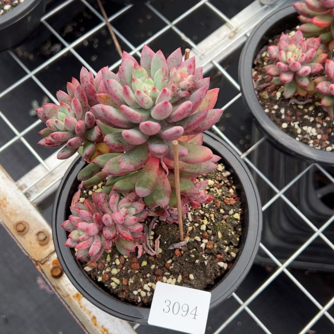 博**哥3094肉肉肉肉肉肉