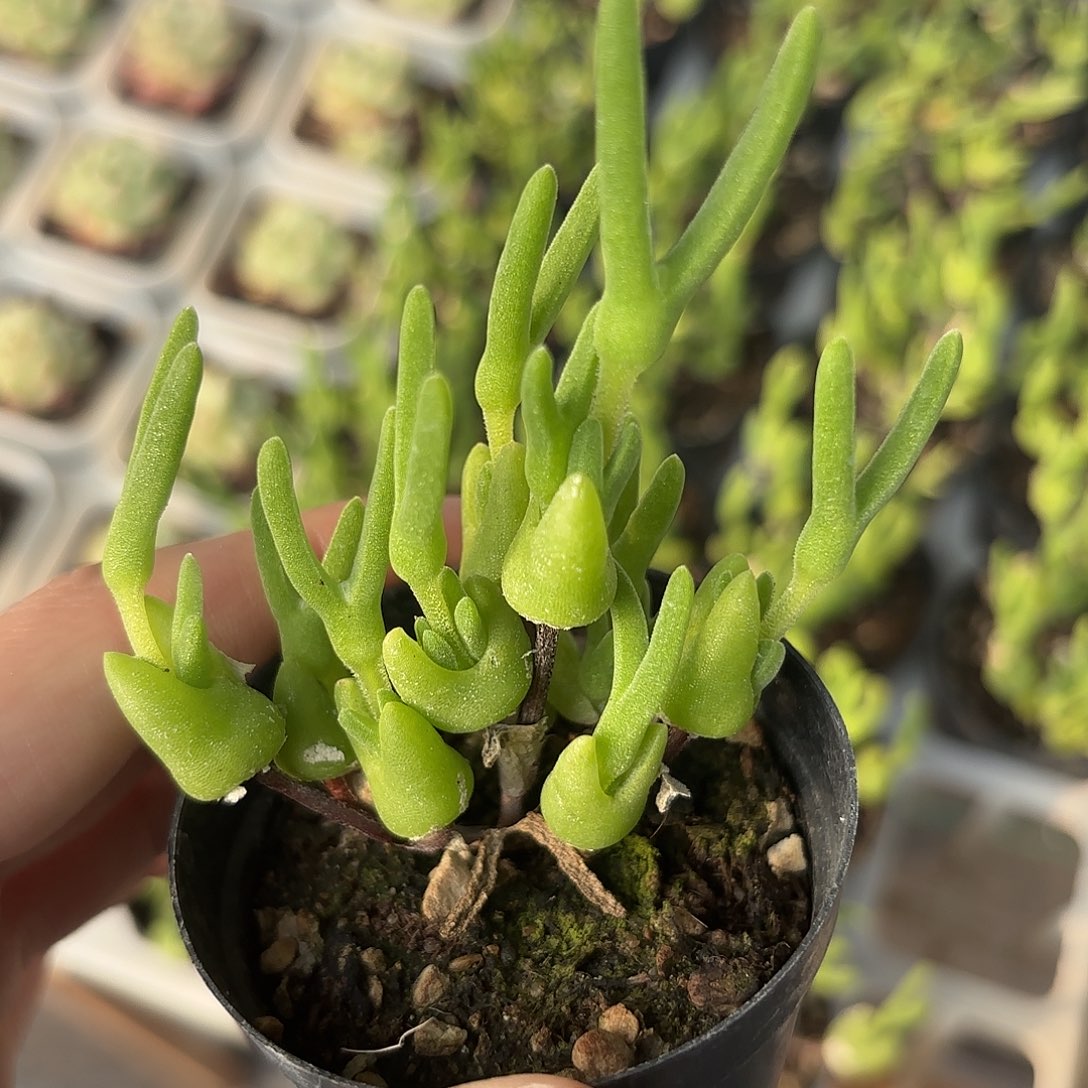 精品枝干兔子多肉植物