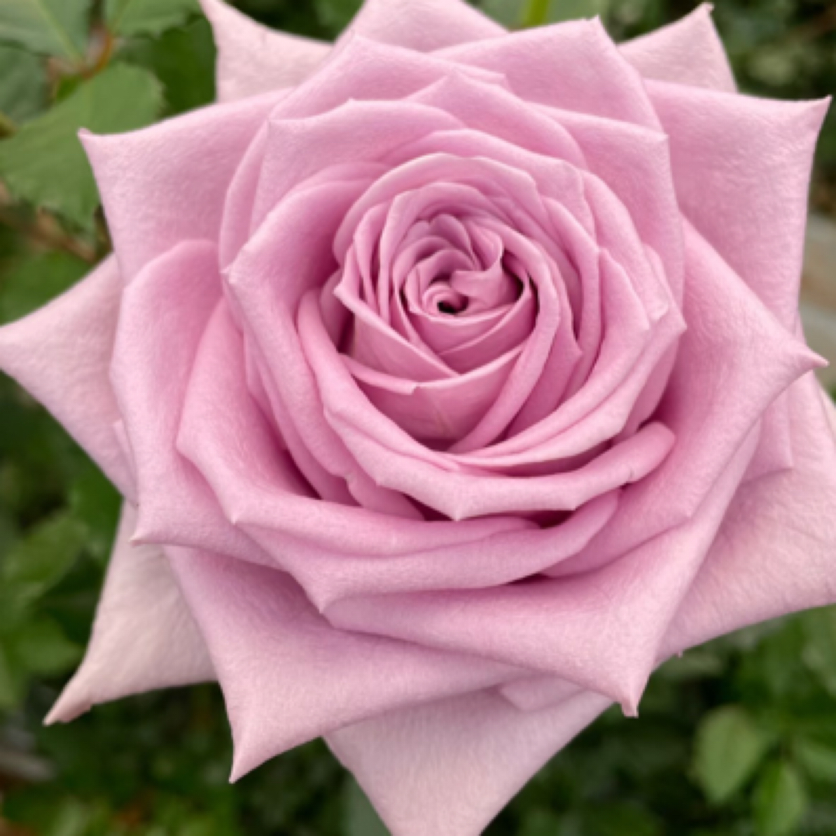 【靛蓝月季】切花玫瑰花月季盆栽可地栽四季开花适用于庭院阳台