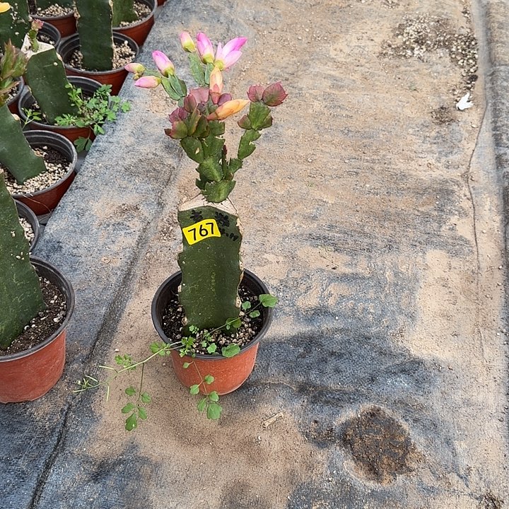 767嫁接蟹爪兰：黄粉双色