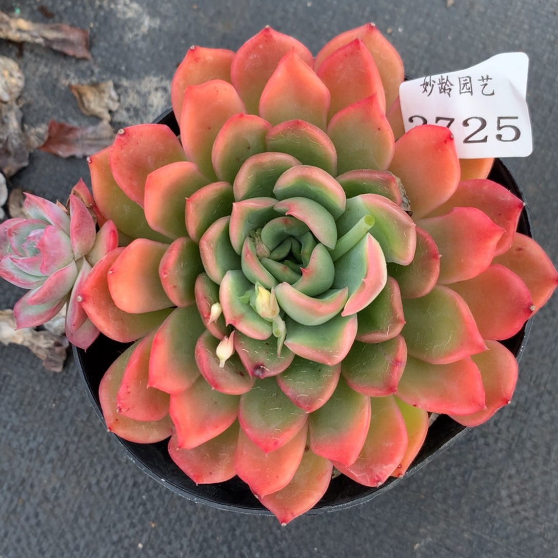 3725杂交多肉植物