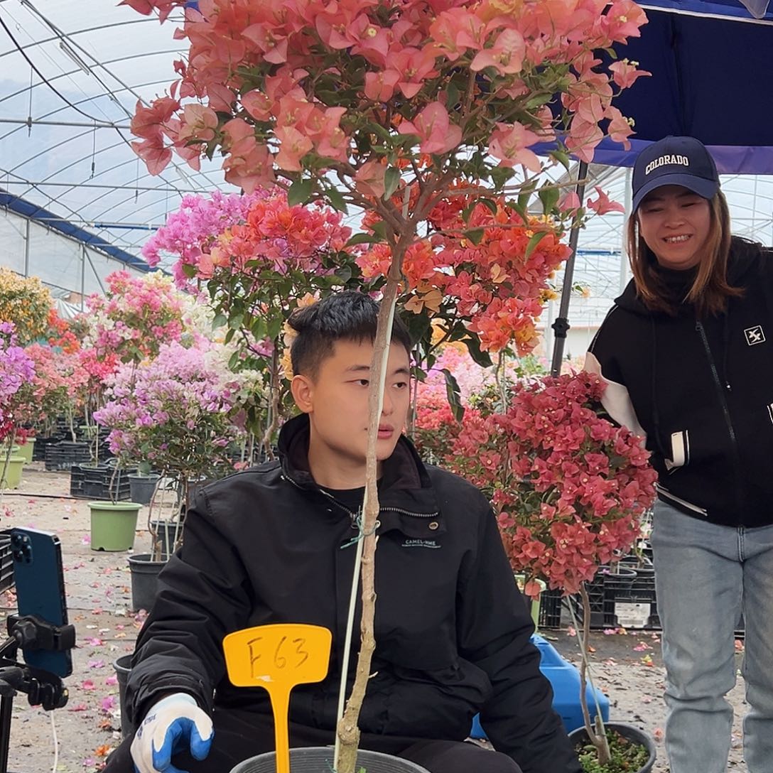 川***人大部分花苞少量开放F63卡雅塔