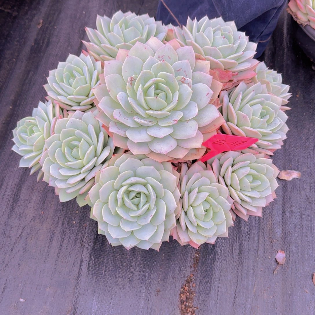 2317恋曲多肉植物