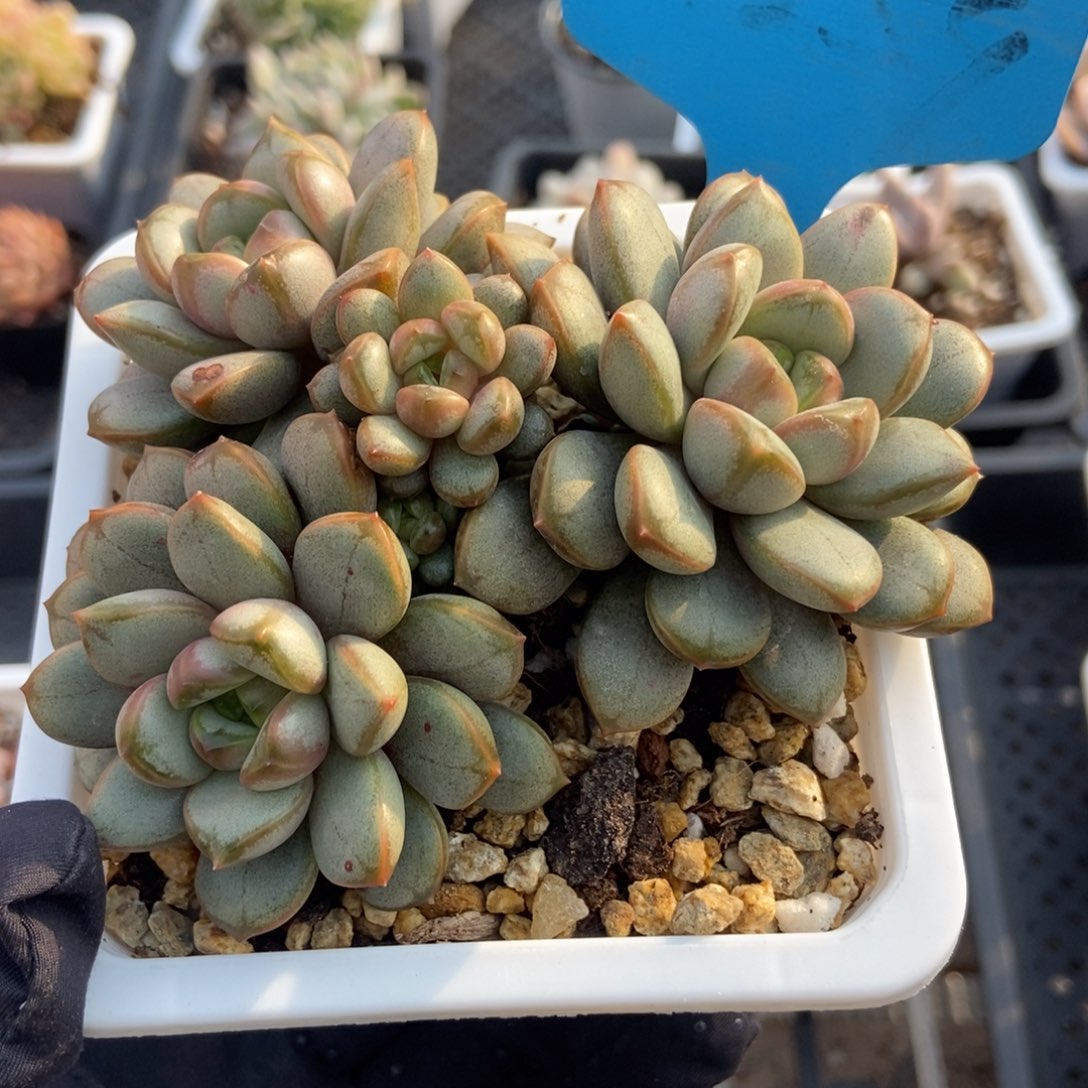 7259葡萄多肉植物