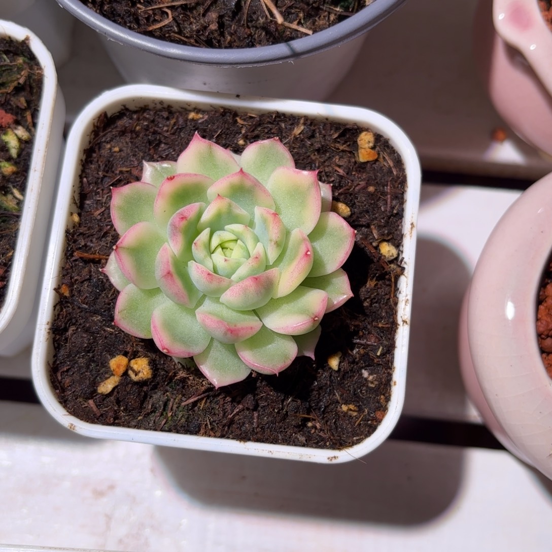 麦秆锦多肉植物盆栽花卉