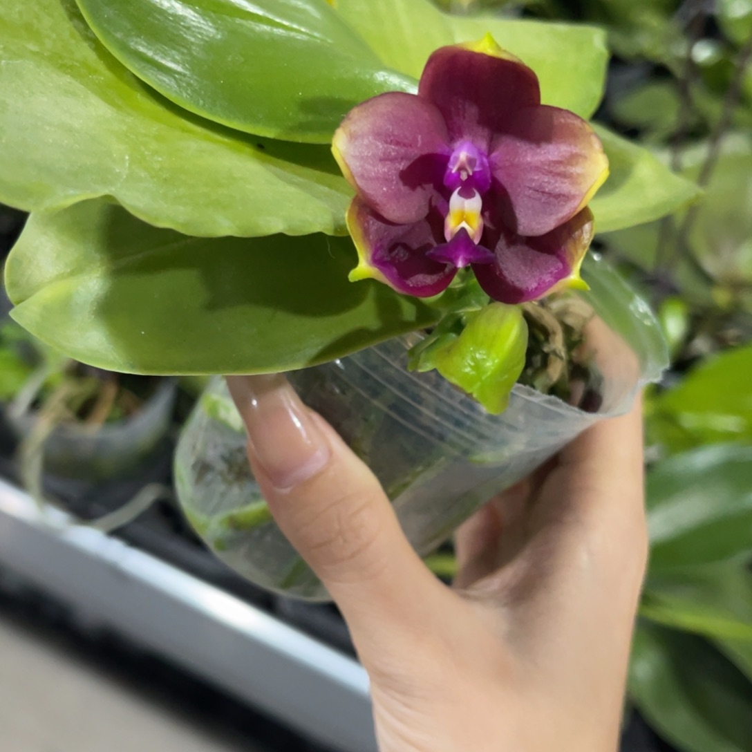 完全开放蝴蝶兰蝴蝶兰