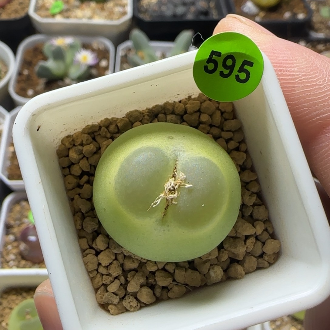 你****专拍漂亮多肉植物595
