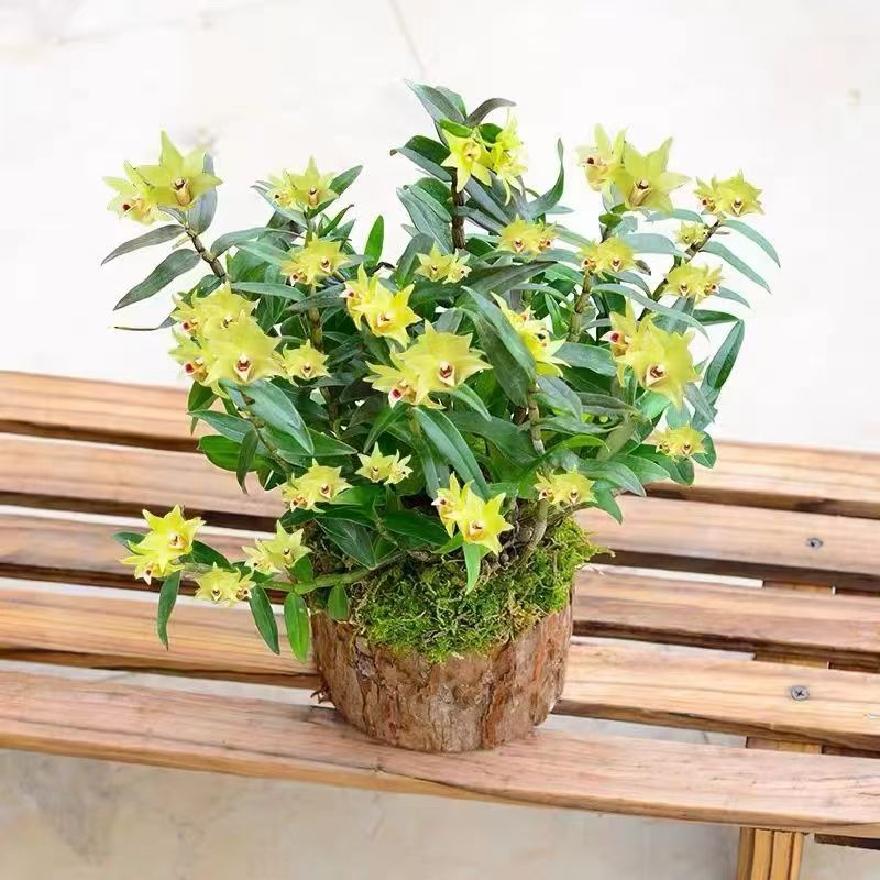 可吃可种可观赏的石斛兰一物一拍